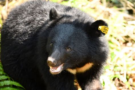 南安小熊死亡|南安死亡黑熊檢驗報告出爐 林務局：墜崖後被動物啃。